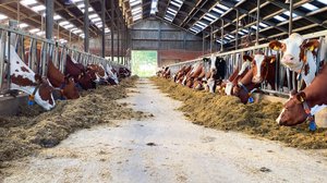 Kuh und Klima ühe in einem modernen Stall am Fressgitter