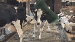 die Kühe fühlen sich wohl die Kühe fühlen sich wohl