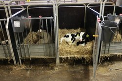 Kälbchen in der Box Kälbchen in der Box