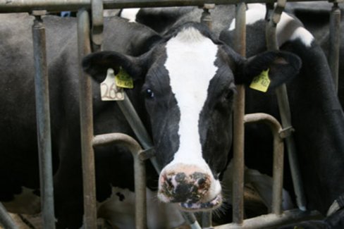 Kuh im Stall Kuh im Stall