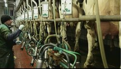 Moderne Melkmaschine im Stall Moderne Melkmaschine im Stall