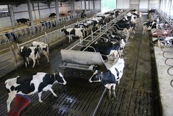 Moderner Kuhstall von oben Moderner Kuhstall von oben