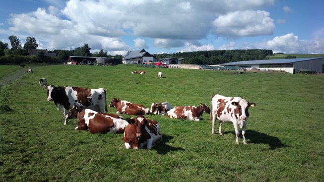 Kühe auf der Weide - Weidehaltung Kühe auf der Weide - Weidehaltung
