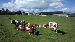 Kühe auf der Weide - Weidehaltung Kühe auf der Weide - Weidehaltung