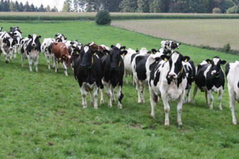 Kühe auf der Weide Kühe auf der Weide