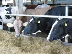 Fressende Kühe im Stall Fressende Kühe im Stall